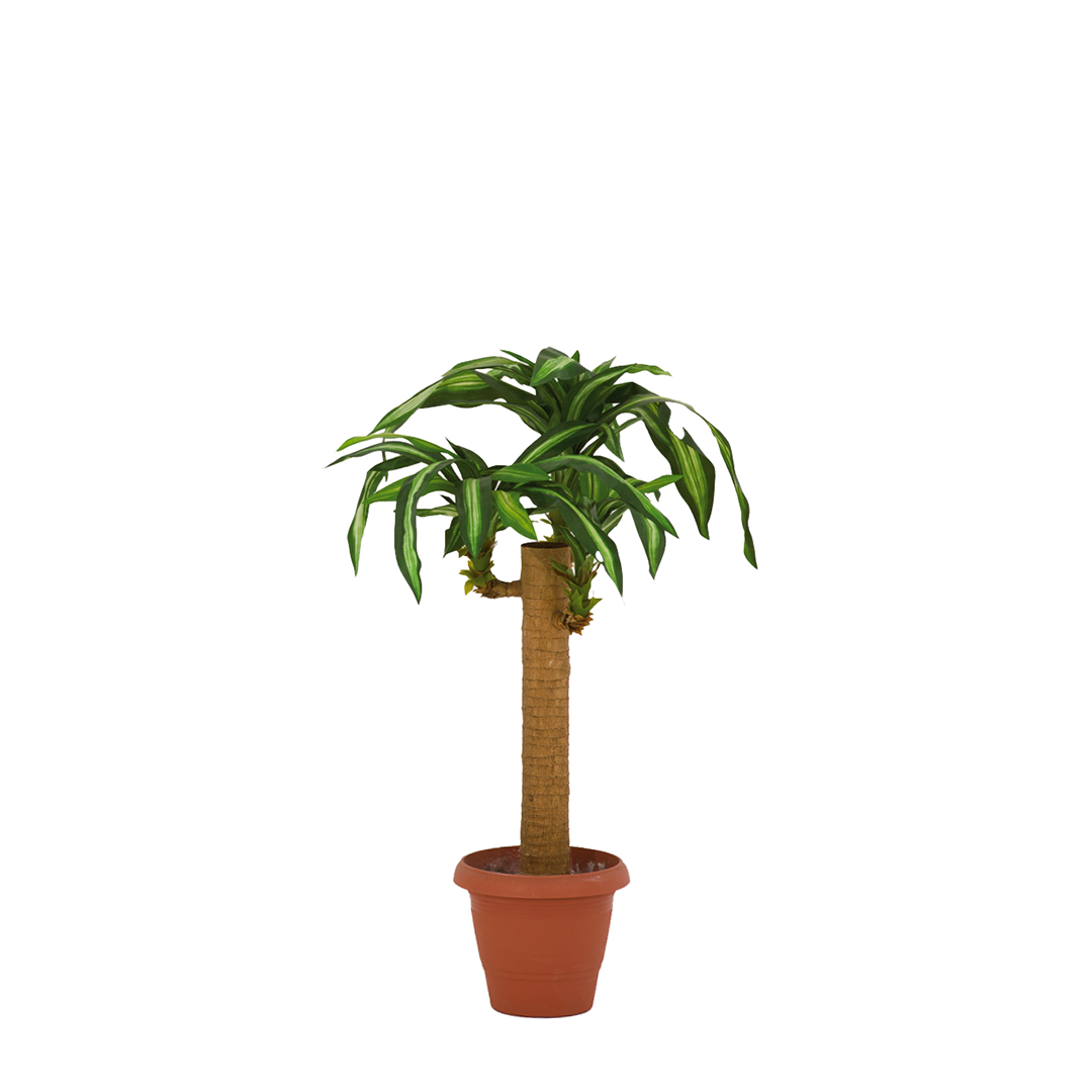 ψεύτικο φυτό Δράκαινα σε γλάστρα