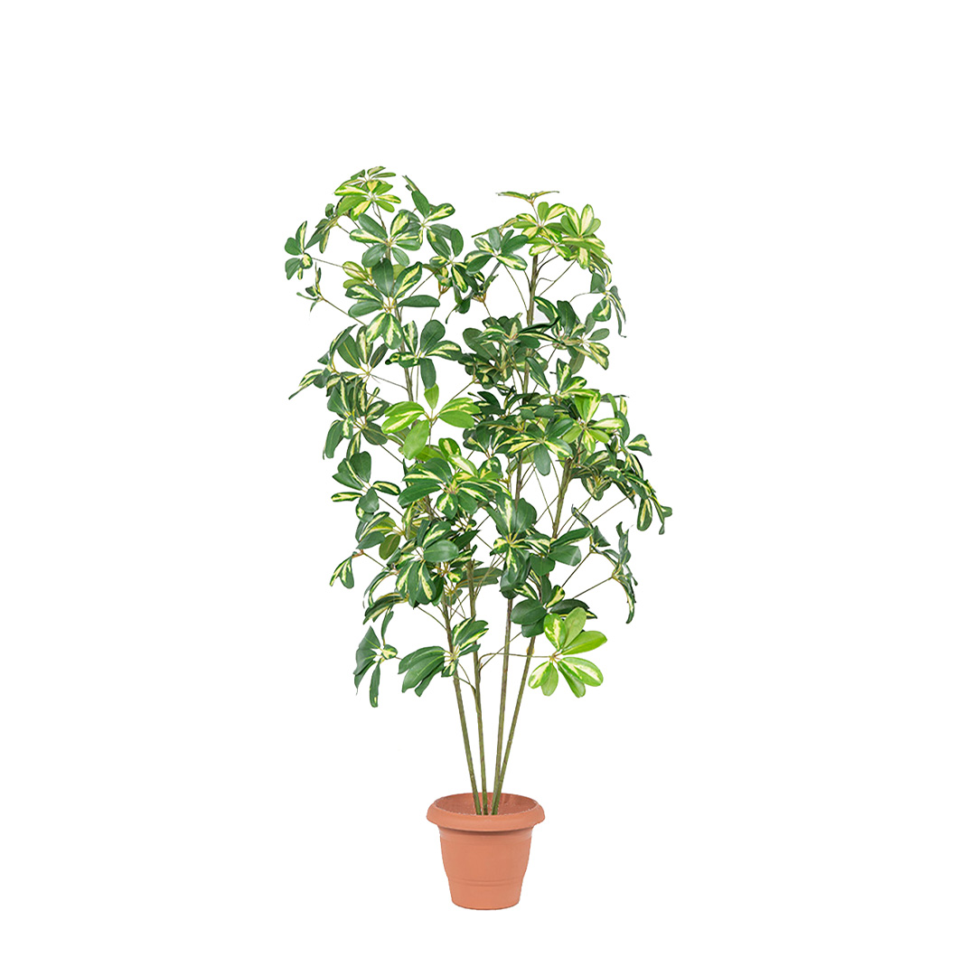 ψεύτικο φυτό Σεφλέρα σε γλάστρα